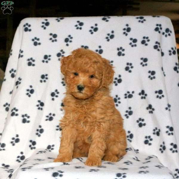 Kirk, Mini Goldendoodle Puppy