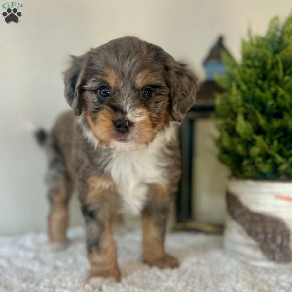 Kit Kat, Mini Bernedoodle Puppy