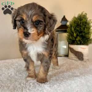 Kit Kat, Mini Bernedoodle Puppy