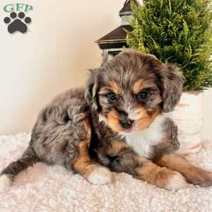 Kit Kat, Mini Bernedoodle Puppy