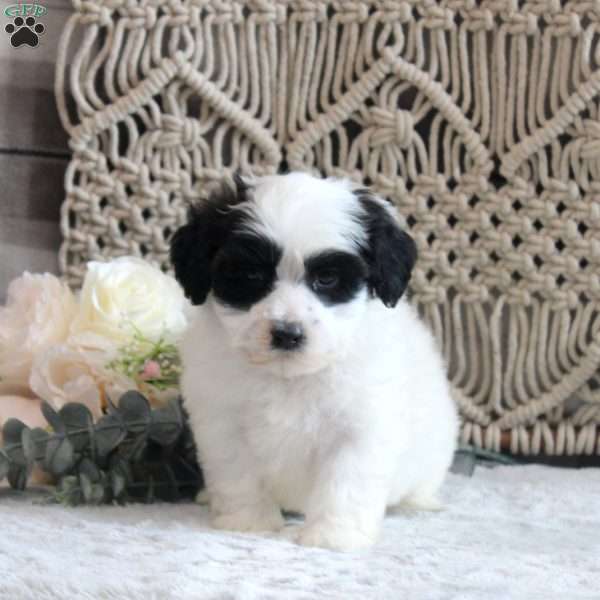 Knox, Shih-Poo Puppy