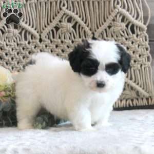 Knox, Shih-Poo Puppy