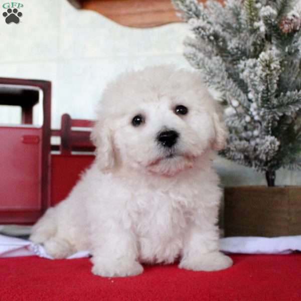 Koby, Bichon Frise Puppy