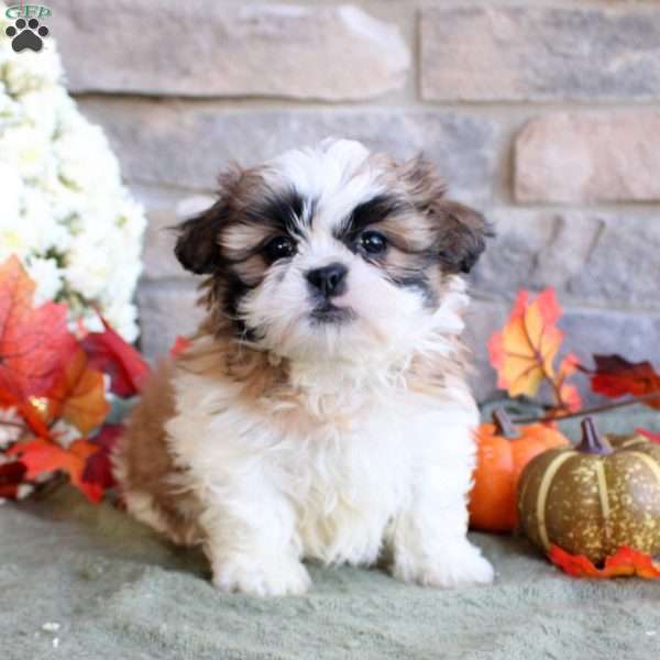 Koby, Shih Tzu Puppy