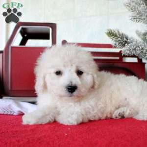 Koby, Bichon Frise Puppy