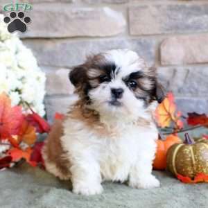 Koby, Shih Tzu Puppy