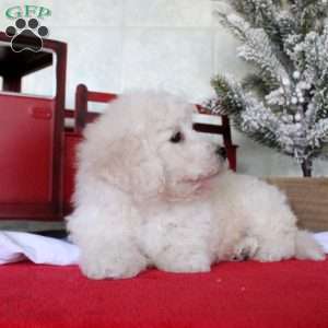 Koby, Bichon Frise Puppy