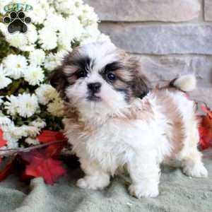 Koby, Shih Tzu Puppy