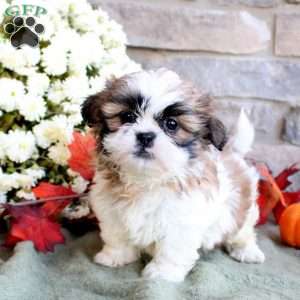 Koby, Shih Tzu Puppy