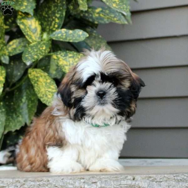 Kody, Shih Tzu Puppy