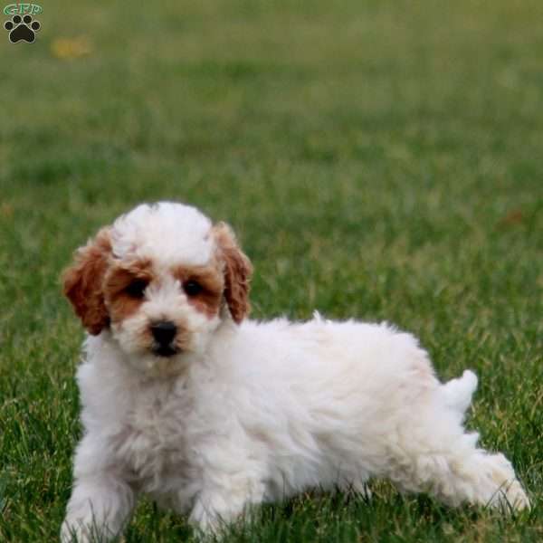 Kody, Cockapoo Puppy