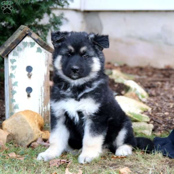 Kody, German Shepherd Mix Puppy