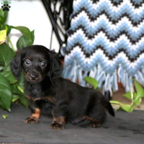 Kody, Dachshund Puppy