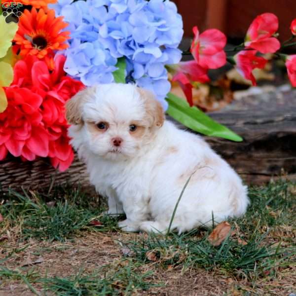 Kody, Shih-Poo Puppy