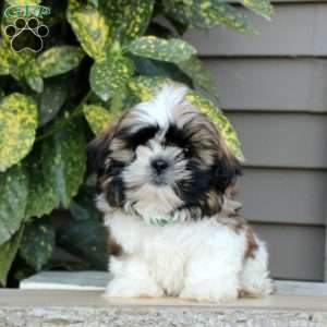 Kody, Shih Tzu Puppy