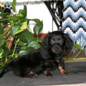 Kody, Dachshund Puppy