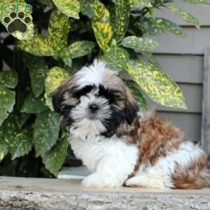 Kody, Shih Tzu Puppy