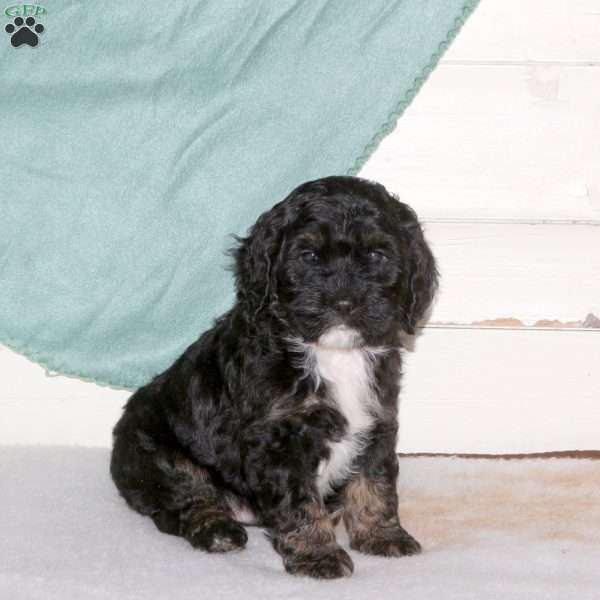 Kooper, Cockapoo Puppy