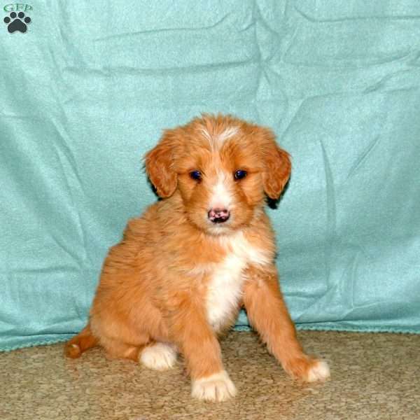 Kooper, Goldendoodle Puppy