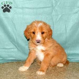 Kooper, Goldendoodle Puppy