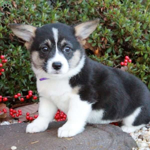 Kyla Shawn, Pembroke Welsh Corgi Puppy