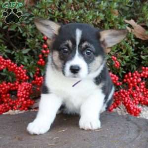 Kyla Shawn, Pembroke Welsh Corgi Puppy