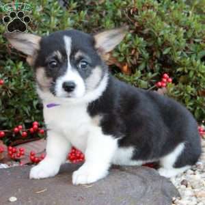 Kyla Shawn, Pembroke Welsh Corgi Puppy