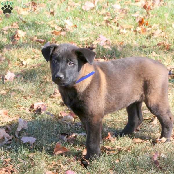 Kyle, Belgian Malinois Puppy