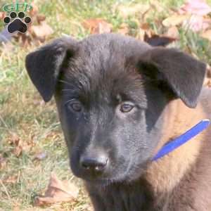 Kyle, Belgian Malinois Puppy