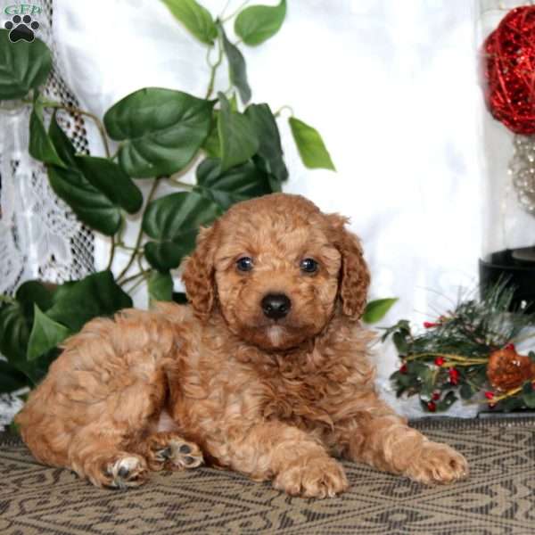 Kyle, Miniature Poodle Puppy