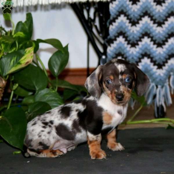 Kyle, Dachshund Puppy