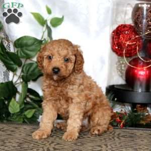 Kyle, Miniature Poodle Puppy