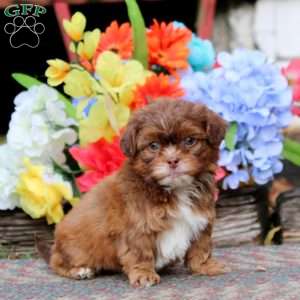 Kyle, Shih-Poo Puppy