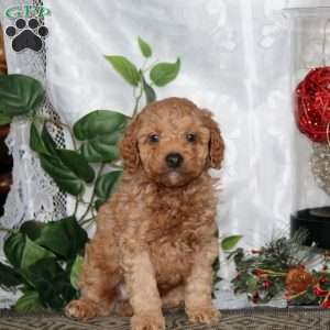 Kyle, Miniature Poodle Puppy