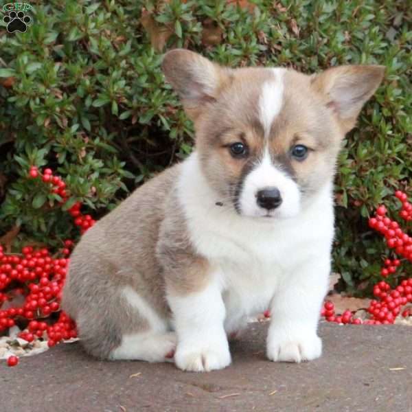 Kylie Darrell, Pembroke Welsh Corgi Puppy