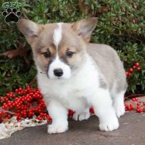 Kylie Darrell, Pembroke Welsh Corgi Puppy