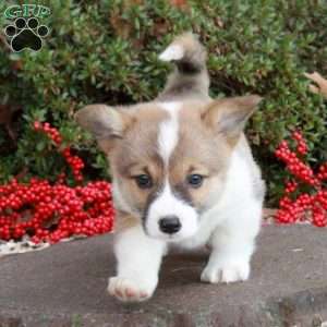 Kylie Darrell, Pembroke Welsh Corgi Puppy