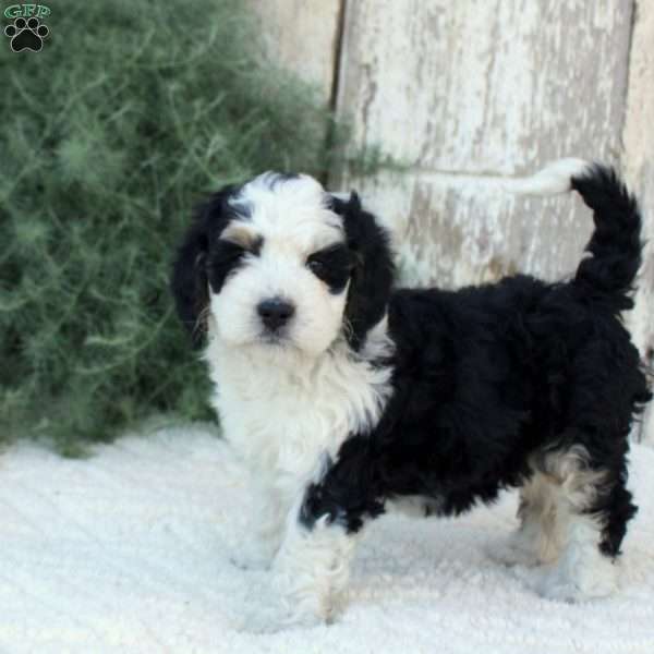 Laina, Bernese Mountain Dog Mix Puppy