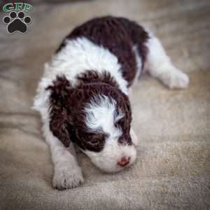 Landon, Cavapoo Puppy