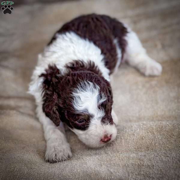 Landon, Cavapoo Puppy