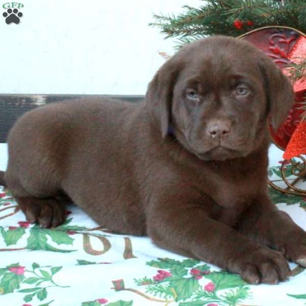 Larry, Chocolate Labrador Retriever Puppy