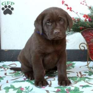 Larry, Chocolate Labrador Retriever Puppy