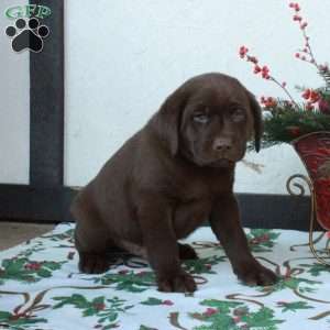 Larry, Chocolate Labrador Retriever Puppy