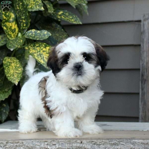 Larry, Shih Tzu Puppy