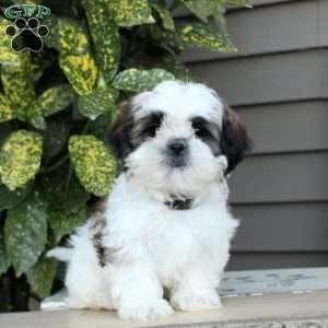 Larry, Shih Tzu Puppy