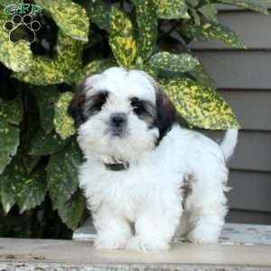 Larry, Shih Tzu Puppy