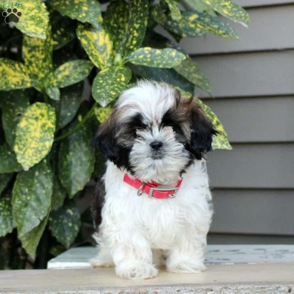 Lassie, Shih Tzu Puppy