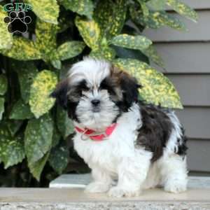 Lassie, Shih Tzu Puppy