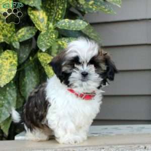 Lassie, Shih Tzu Puppy