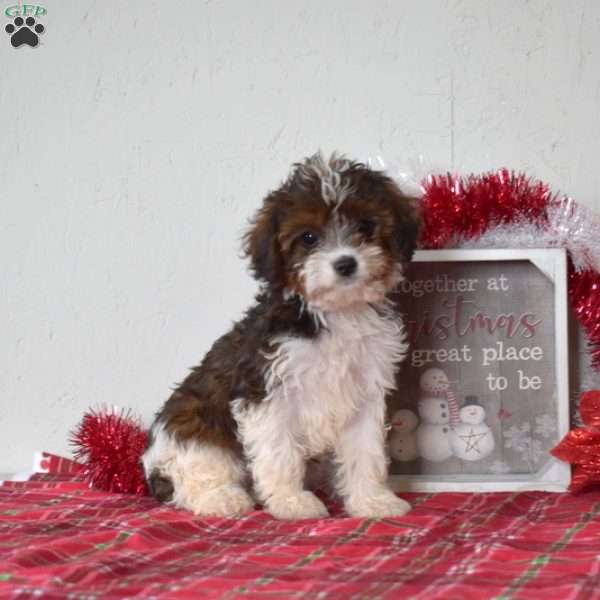 Latte, Cavapoo Puppy